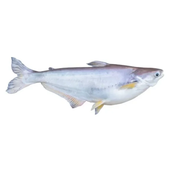 Pangasius | 4Kg+