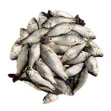 Deshi Puti | 250g