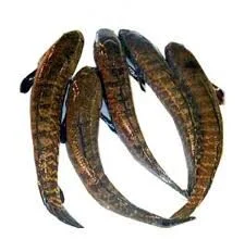 Deshi Taki Fish  | 250g