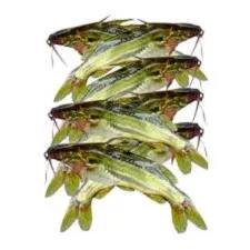 Tengra Small Size Fish | 250g